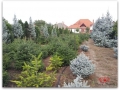 plante-de-gradina-17